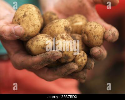 Dirty hands holding potatoes Stock Photo