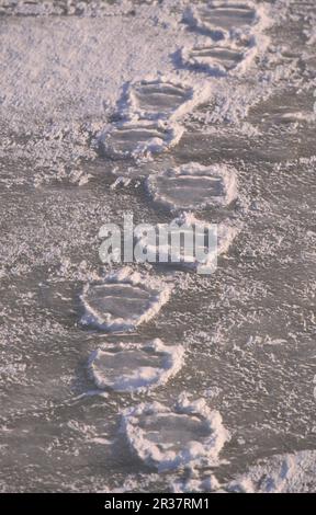 Orso polare, orsi polari (Ursus maritimus) orsi polari, predatori, mammiferi, animali, orsacchiotti polari in ghiaccio, Canada Foto Stock