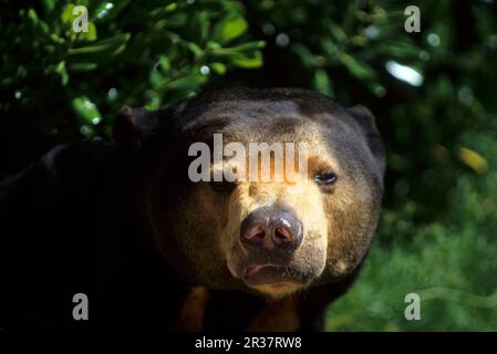 Orso solare (Helarctos malayanus), primo piano della testa Foto Stock