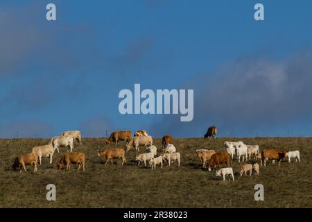 Mandria di mucche nel prato Foto Stock