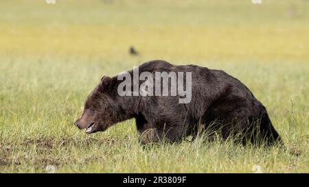 Orso bruno nella parte finlandese della Carelia Foto Stock