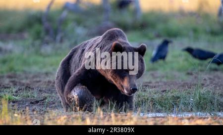 Orso bruno nella parte finlandese della Carelia Foto Stock