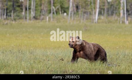 Orso bruno nella parte finlandese della Carelia Foto Stock