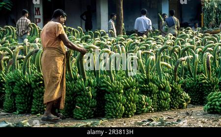 Mercato di vendita di plantain intero a Coimbatore, Tamil Nadu, India del sud, India, Asia Foto Stock