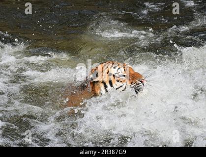 Siberian tigre di Amur nuotare in acqua Foto Stock