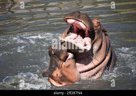 Coppia di ippopotami nuotare e giocare in acqua Foto Stock
