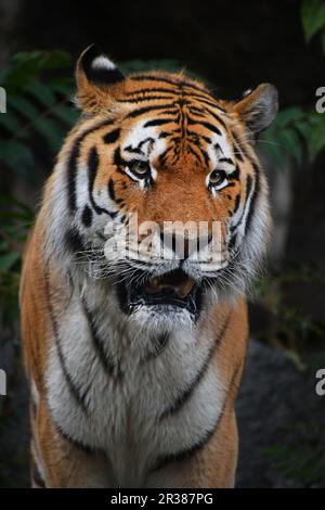 Close up ritratto della coppia tigre siberiana maschio Foto Stock