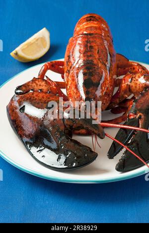 Aragosta sul piatto Foto Stock