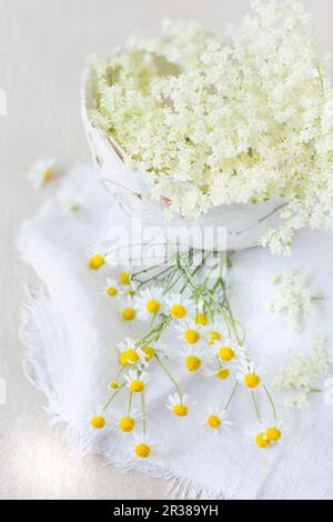 Fiori di Elderflowers in una papier-mâché ciotola con fiori di camomilla freschi Foto Stock