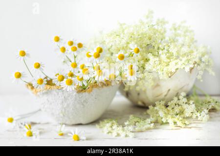 Fiori di Elderflowers e fiori di camomilla fresca in papier-mâché ciotole Foto Stock
