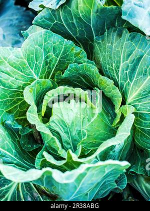 Savoy cavoli in campo Foto Stock