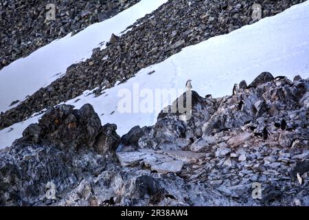 Pinguini di cinta nel loro habitat naturale in Antartide Foto Stock