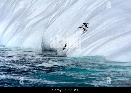 I pinguini sono in piedi sul bordo di un galleggiante di ghiaccio e saltano da esso nell'acqua in Antartide Foto Stock