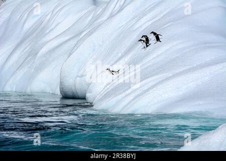 I pinguini sono in piedi sul bordo di un galleggiante di ghiaccio e saltano da esso nell'acqua in Antartide Foto Stock