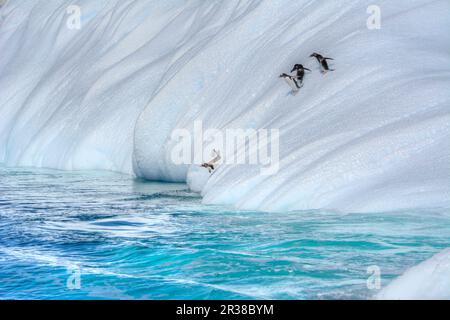 I pinguini sono in piedi sul bordo di un galleggiante di ghiaccio e saltano da esso nell'acqua in Antartide Foto Stock