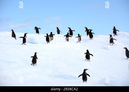 Un gregge di pinguini corrono su un iceberg in Antartide. Foto Stock