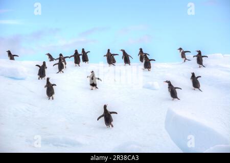 Un gregge di pinguini corrono su un iceberg in Antartide. Foto Stock