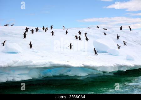 Un gregge di pinguini corrono su un iceberg in Antartide. Foto Stock