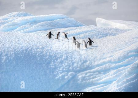 Un gregge di pinguini corrono su un iceberg in Antartide. Foto Stock