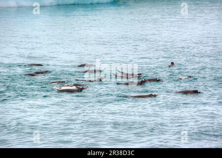 Un gregge di pinguini nuota sulla superficie dell'acqua in Antartide Foto Stock