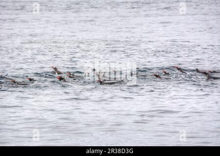 Un gregge di pinguini nuota sulla superficie dell'acqua in Antartide Foto Stock