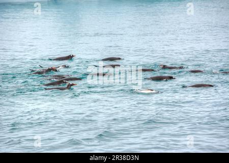 Un gregge di pinguini nuota sulla superficie dell'acqua in Antartide Foto Stock