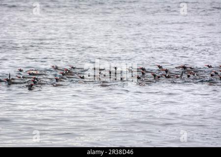 Un gregge di pinguini nuota sulla superficie dell'acqua in Antartide Foto Stock