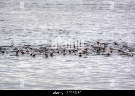 Un gregge di pinguini nuota sulla superficie dell'acqua in Antartide Foto Stock