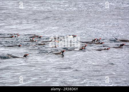 Un gregge di pinguini nuota sulla superficie dell'acqua in Antartide Foto Stock