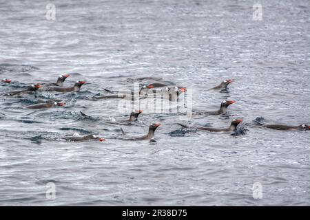 Un gregge di pinguini nuota sulla superficie dell'acqua in Antartide Foto Stock