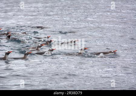 Un gregge di pinguini nuota sulla superficie dell'acqua in Antartide Foto Stock