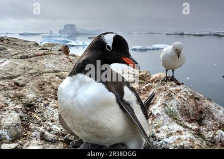 Pinguino Gentoo e becco d'involucro innevato nel loro habitat naturale in Antartide Foto Stock