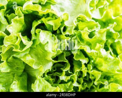 Fresca di lattuga organico Foto Stock