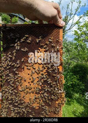 Le api trasformano il nettare in miele. Primo piano, vista macro. Covata di api - uova, larve e pupe, coltivate da api mellifere in cellule fisse. Api operaie sedute su fram Foto Stock