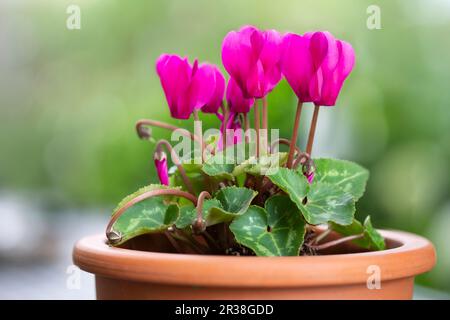 Ciclamino pericum (ciclamino fiorito) in vaso Foto Stock