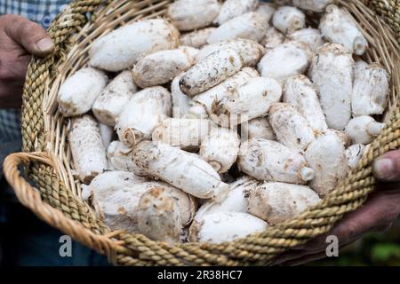 Un cestino di coperchi di inchiostro shaggy Foto Stock