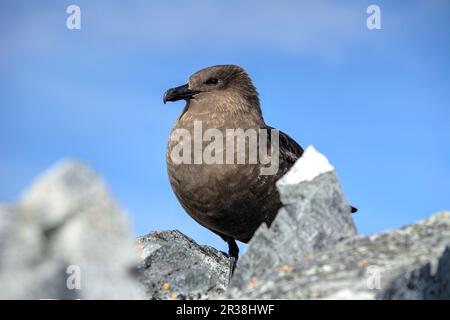 skua polare meridionale nell'habitat naturale in primo piano in Antartide Foto Stock