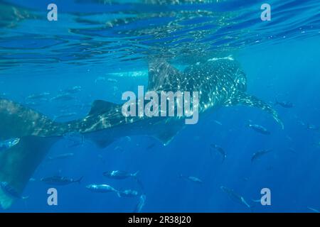 Squalo balena sotto il mare a Oslob, Cebu, Filippine Foto Stock