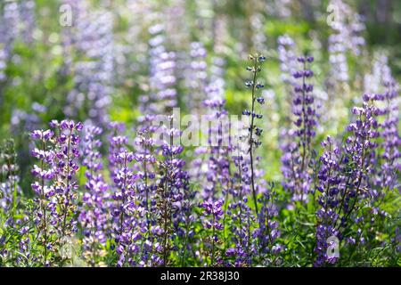 Campo di Baptesia in Bloom nella Bay Area, California Foto Stock