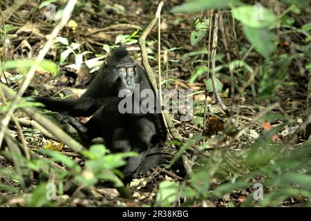 Ritratto ambientale di un macaco sulawesi con cresta nera (Macaca nigra) nella Riserva Naturale di Tangkoko, Sulawesi settentrionale, Indonesia. L'impatto del cambiamento climatico sulle specie endemiche può essere visto sul cambiamento del comportamento e della disponibilità alimentare, che influenzano il loro tasso di sopravvivenza. "Come gli esseri umani, i primati si surriscaldano e si disidratano con attività fisica continuata in condizioni climatiche estremamente calde", secondo uno scienziato, Brogan M. Stewart, nel suo rapporto pubblicato nel 2021 sulla conversazione. Foto Stock