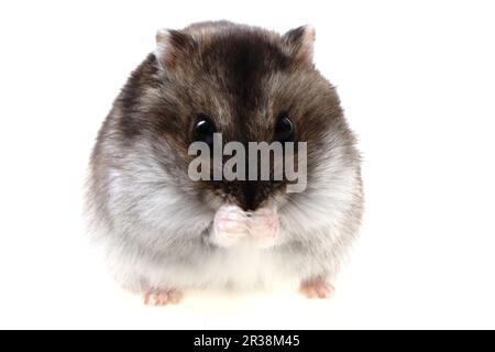 criceto dzungariano isolato su sfondo bianco Foto Stock