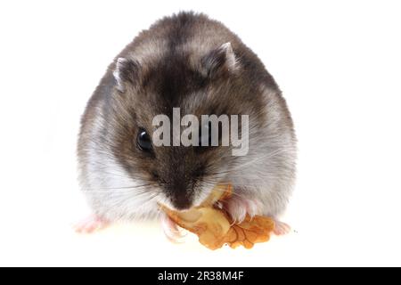 criceto dzungariano isolato su sfondo bianco Foto Stock