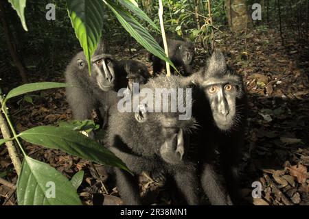 I macachi neri di Sulawesi (Macaca nigra) si radunano curiosamente di fronte ad una macchina fotografica nella Riserva Naturale di Tangkoko, Sulawesi settentrionale, Indonesia. Almeno dal 1997, gli scienziati stanno esaminando i possibili effetti del cambiamento climatico sui primati del mondo, con i risultati che sta presumibilmente cambiando i loro comportamenti, le loro attività, i cicli riproduttivi, la disponibilità di cibo e la gamma di foraggio. Foto Stock