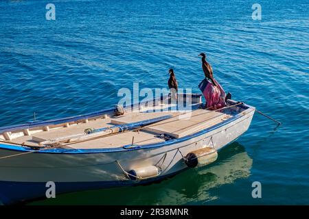 I cormorani in barca Foto Stock