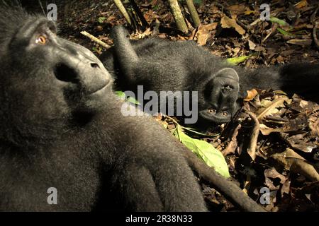 I macachi neri di Sulawesi (Macaca nigra) mostrano comportamenti amichevoli mentre sono seduti e sdraiati sul pavimento della foresta nella Riserva Naturale di Tangkoko, Nord Sulawesi, Indonesia. Almeno dal 1997, gli scienziati stanno esaminando i possibili effetti del cambiamento climatico sui primati del mondo, con i risultati che sta presumibilmente cambiando i loro comportamenti, le loro attività, i cicli riproduttivi, la disponibilità di cibo e la gamma di foraggio. Foto Stock