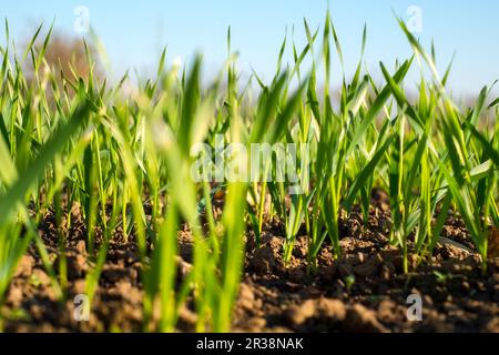 I giovani germogli di grano Foto Stock