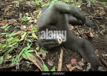 Un macaco soldato (Macaca nigra) sta mostrando un comportamento amichevole in quanto si trova sul fondo della foresta nella Riserva Naturale di Tangkoko, Sulawesi settentrionale, Indonesia. L'impatto del cambiamento climatico sulle specie endemiche può essere visto sul cambiamento del comportamento e della disponibilità alimentare, che influenzano il loro tasso di sopravvivenza. "Come gli esseri umani, i primati si surriscaldano e si disidratano con attività fisica continuata in condizioni climatiche estremamente calde", secondo uno scienziato, Brogan M. Stewart, nel suo rapporto pubblicato nel 2021 sulla conversazione. Foto Stock