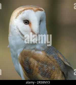 Il gufo di fienile è la specie di gufo più diffusa al mondo e una delle più diffuse di tutte le specie di uccelli. Foto Stock