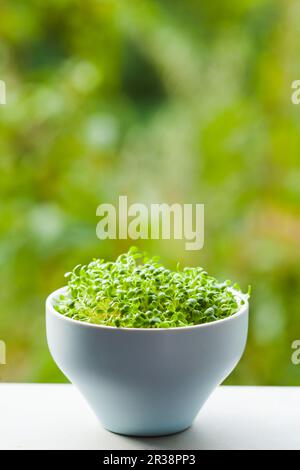 Concetto organico di micro verdi con testo di copia Foto Stock