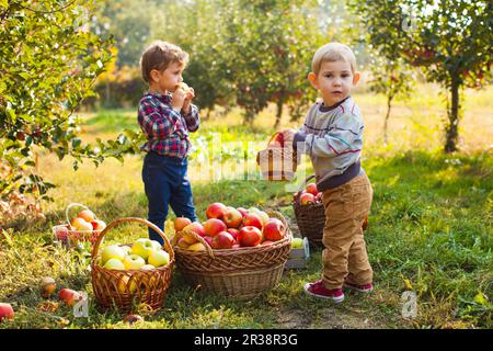 Curioso boy riempiendo il suo piccolo cestino con mele Foto Stock